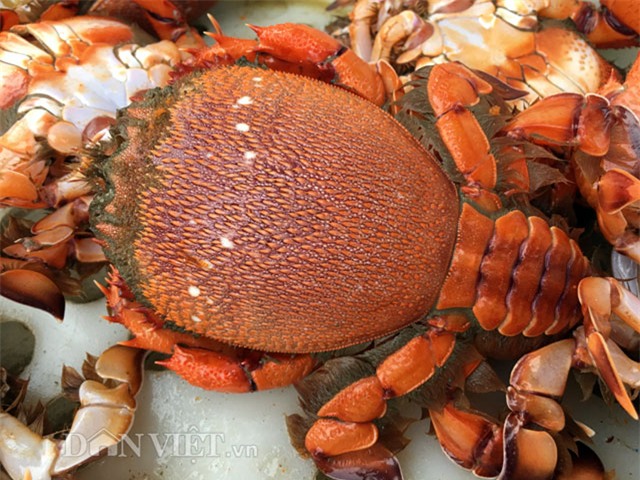 10 loai dong vat doc la 