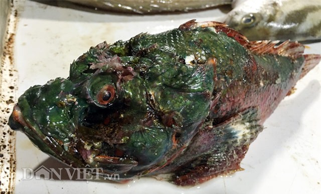 10 loai dong vat doc la