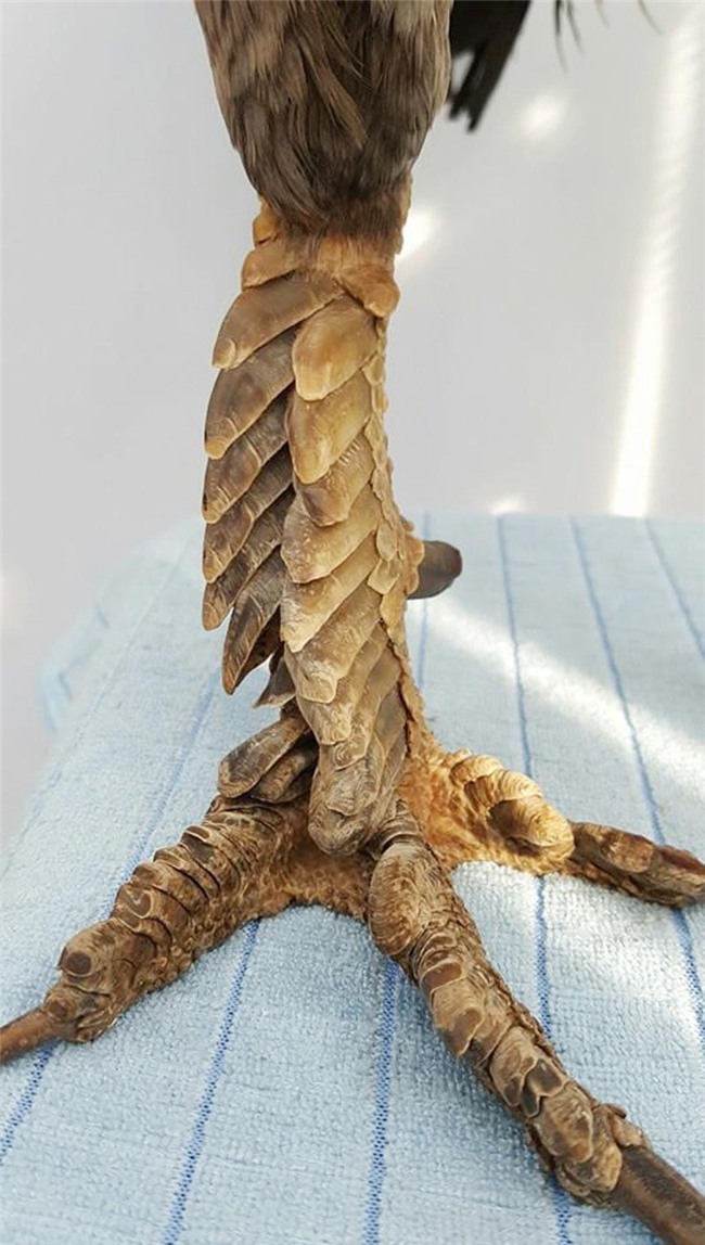 10 loai dong vat doc la