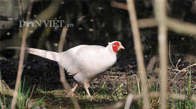 10 loai dong vat doc la 