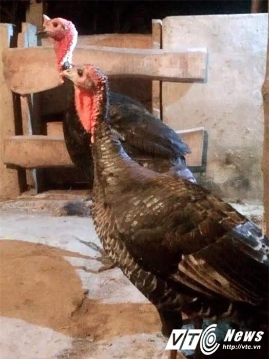 Người Việt chi tiền triệu mua gà tây về ăn thử dịp Giáng sinh