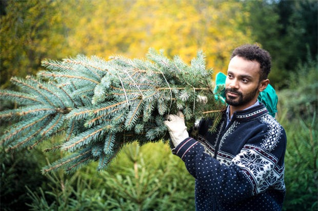 Hé lộ sự thật ít người biết về cây thông Noel đang xuất hiện ở khắp nơi trên thế giới - Ảnh 4.