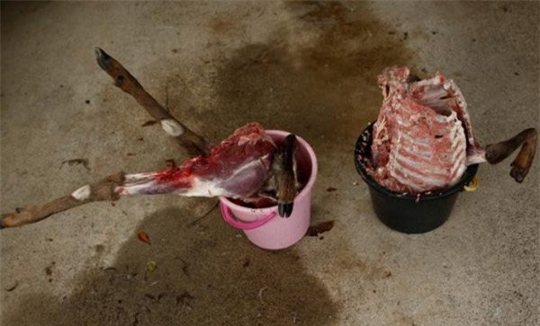 Lợn rừng: Việt Nam đặc sản, Nhật Bản giết bỏ vì quá nhiều