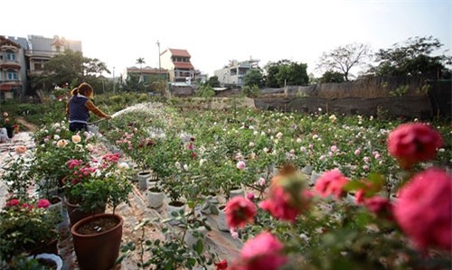 Cận Tết, dân chơi săn lùng hồng cổ bông to bằng bàn tay - 1