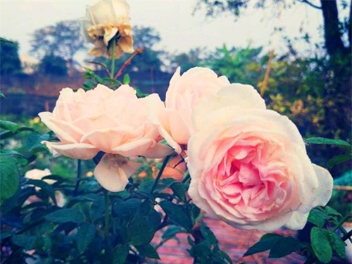 Cận Tết, dân chơi săn lùng hồng cổ bông to bằng bàn tay - 4