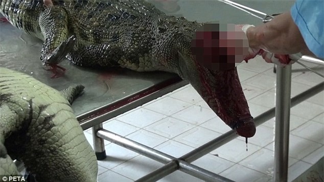 Cảnh tượng rùng mình bên trong một trang trại cá sấu ở Việt Nam lên báo nước ngoài - Ảnh 2.