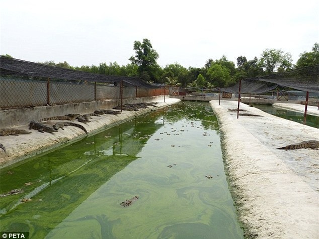 Cảnh tượng rùng mình bên trong một trang trại cá sấu ở Việt Nam lên báo nước ngoài - Ảnh 7.