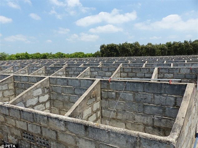 Cảnh tượng rùng mình bên trong một trang trại cá sấu ở Việt Nam lên báo nước ngoài - Ảnh 8.