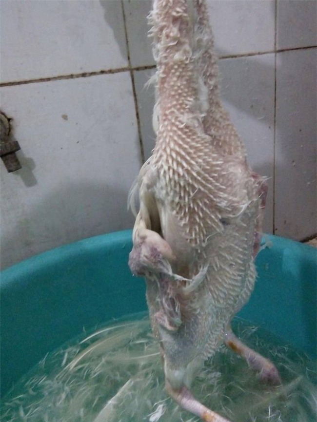 Cô gái trổ tài nhổ lông vịt khiến mẹ chồng tương lai khóc ròng - Ảnh 1.