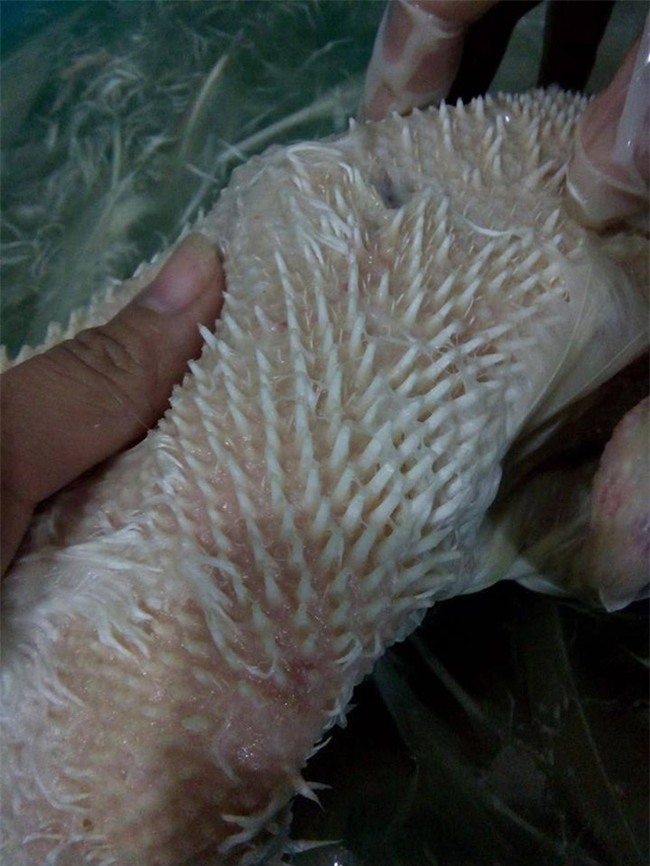 Cô gái trổ tài nhổ lông vịt khiến mẹ chồng tương lai khóc ròng  - Ảnh 2.