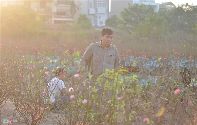 Dùng điều hòa ủ đào quý chờ bung nở đúng Tết