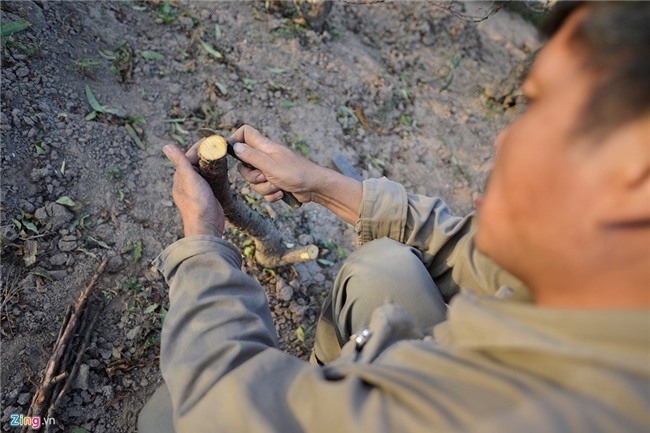 Dùng điều hòa ủ đào quý chờ bung nở đúng Tết