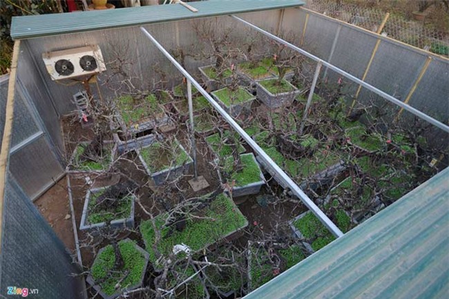 Dùng điều hòa ủ đào quý chờ bung nở đúng Tết