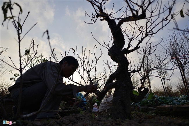 Dùng điều hòa ủ đào quý chờ bung nở đúng Tết