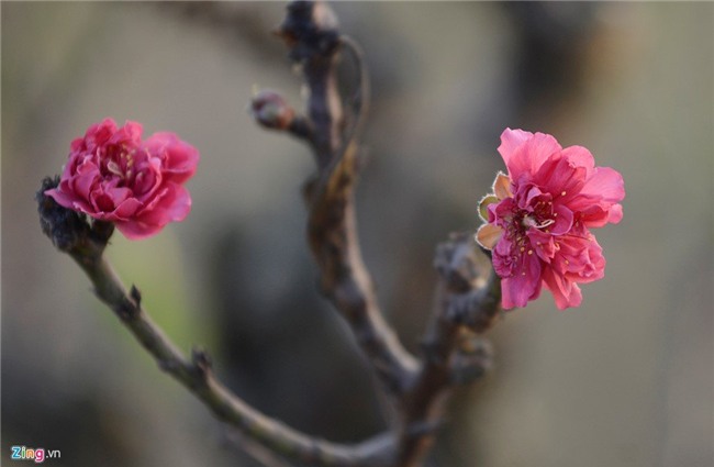 Dùng điều hòa ủ đào quý chờ bung nở đúng Tết