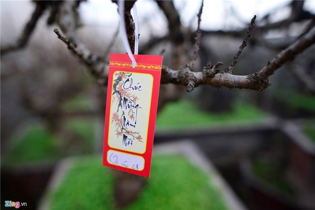 Dùng điều hòa ủ đào quý chờ bung nở đúng Tết