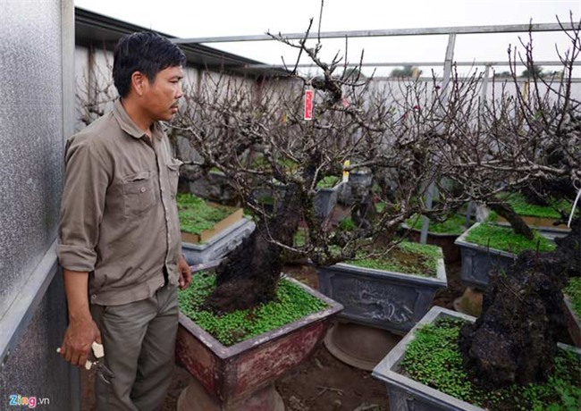 Dùng điều hòa ủ đào quý chờ bung nở đúng Tết