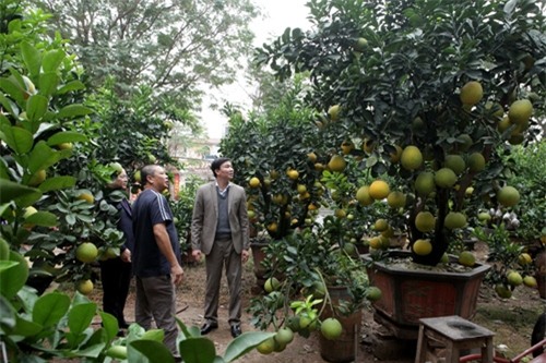 Bưởi cảnh, phật thủ giá hàng chục triệu “bung lụa” đón Tết - 1