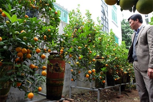 Bưởi cảnh, phật thủ giá hàng chục triệu “bung lụa” đón Tết - 10