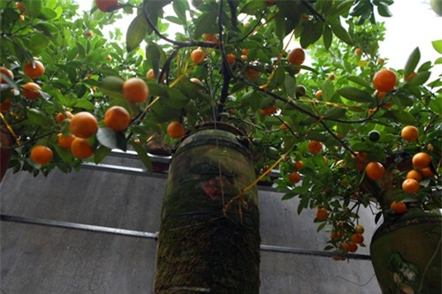 Bưởi cảnh, phật thủ giá hàng chục triệu “bung lụa” đón Tết - 11