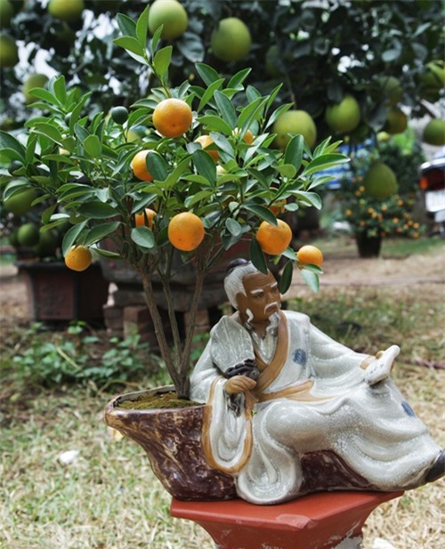 Bưởi cảnh, phật thủ giá hàng chục triệu “bung lụa” đón Tết - 12