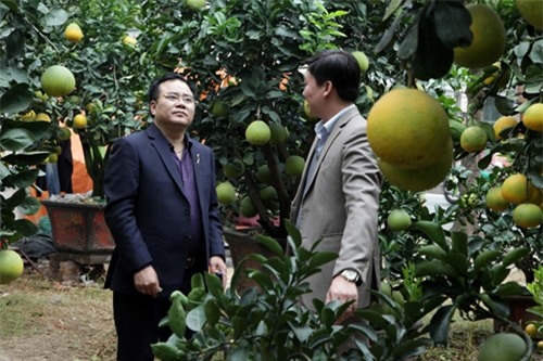 Bưởi cảnh, phật thủ giá hàng chục triệu “bung lụa” đón Tết - 2