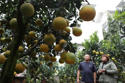 Bưởi cảnh, phật thủ giá hàng chục triệu “bung lụa” đón Tết - 3