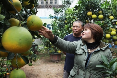 Bưởi cảnh, phật thủ giá hàng chục triệu “bung lụa” đón Tết - 4