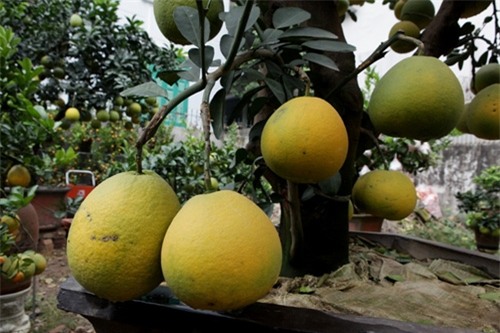 Bưởi cảnh, phật thủ giá hàng chục triệu “bung lụa” đón Tết - 5