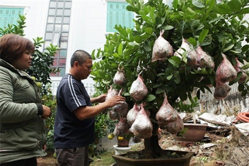 Bưởi cảnh, phật thủ giá hàng chục triệu “bung lụa” đón Tết - 7