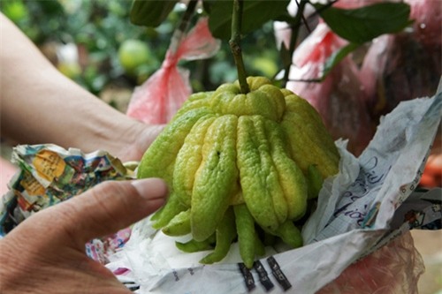 Bưởi cảnh, phật thủ giá hàng chục triệu “bung lụa” đón Tết - 8