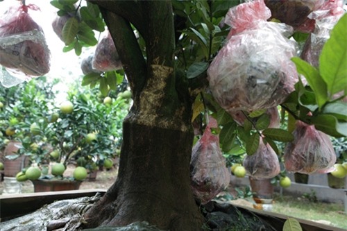 Bưởi cảnh, phật thủ giá hàng chục triệu “bung lụa” đón Tết - 9