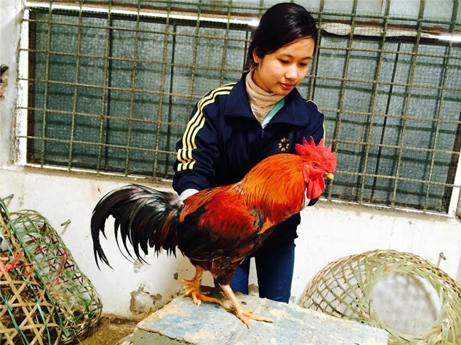 Gà 'huyền thoại' 50 triệu/con, đại gia lùng mua cúng tết