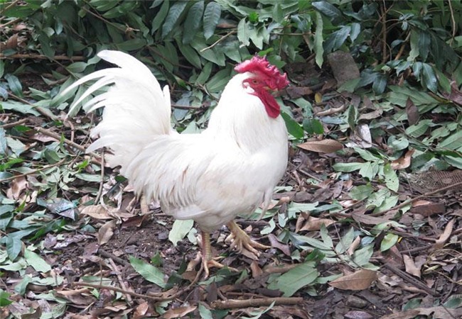 Gà 'huyền thoại' 50 triệu/con, đại gia lùng mua cúng tết