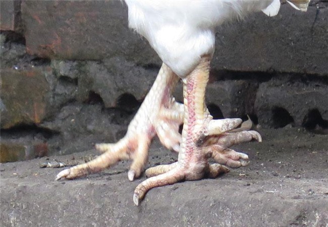 Gà 'huyền thoại' 50 triệu/con, đại gia lùng mua cúng tết