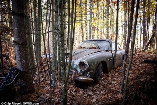  Chiếc Aston Martin DB4 nằm phơi mưa nắng trong một khu rừng từ những năm 1973 mãi cho đến gần đây 