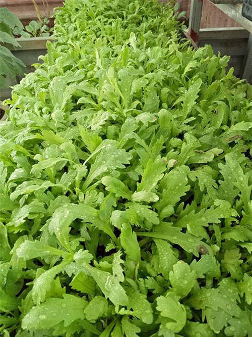 ong bo dam trong rau sach, tha ca tren san thuong phuc vu vo con - 10