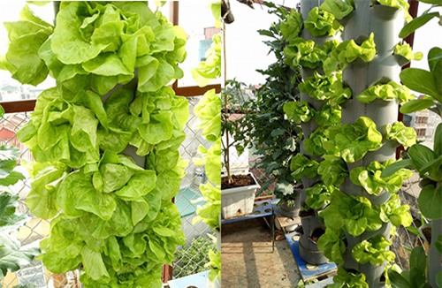 ong bo dam trong rau sach, tha ca tren san thuong phuc vu vo con - 11