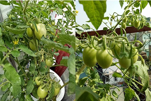 ong bo dam trong rau sach, tha ca tren san thuong phuc vu vo con - 12