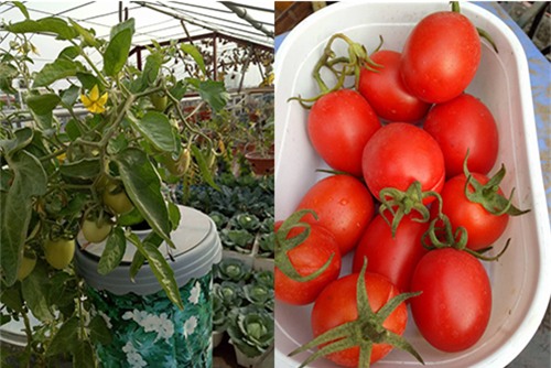 ong bo dam trong rau sach, tha ca tren san thuong phuc vu vo con - 13