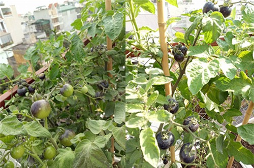 ong bo dam trong rau sach, tha ca tren san thuong phuc vu vo con - 14