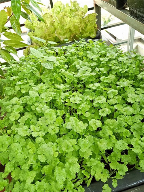 ong bo dam trong rau sach, tha ca tren san thuong phuc vu vo con - 15