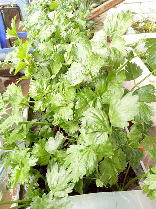 ong bo dam trong rau sach, tha ca tren san thuong phuc vu vo con - 16