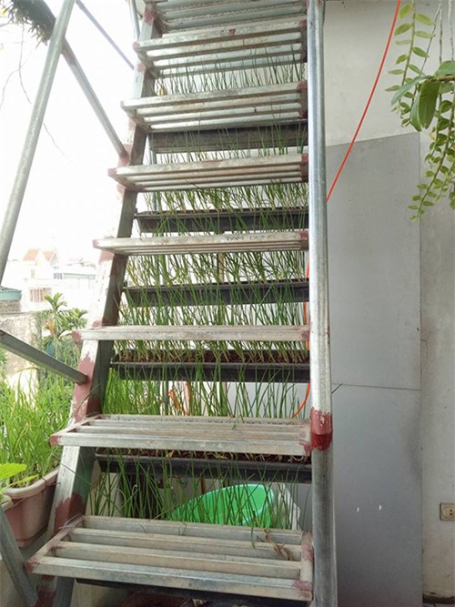 ong bo dam trong rau sach, tha ca tren san thuong phuc vu vo con - 17