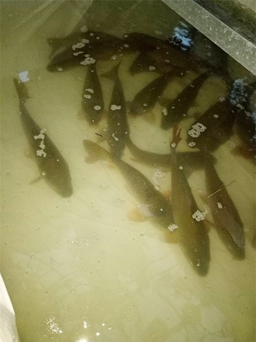 ong bo dam trong rau sach, tha ca tren san thuong phuc vu vo con - 18