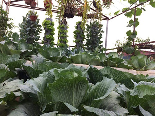 ong bo dam trong rau sach, tha ca tren san thuong phuc vu vo con - 5