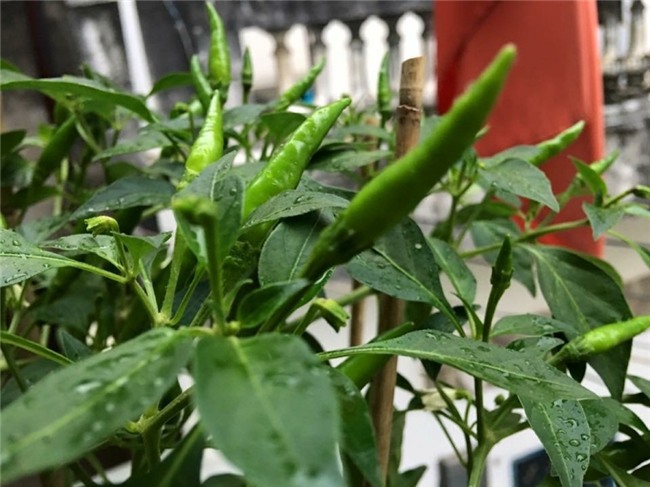 Nhiều gia đình đã tự trồng ớt trên sân thượng để tiết giảm chi phí mua rau củ quả