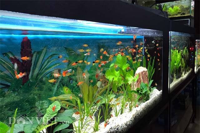 ca canh dat tien, moi la