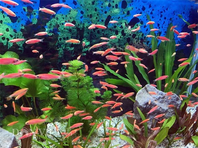 ca canh dat tien, moi la 