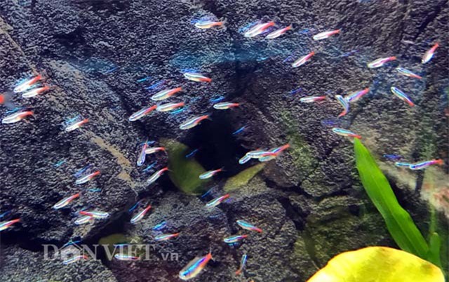 ca canh dat tien, moi la